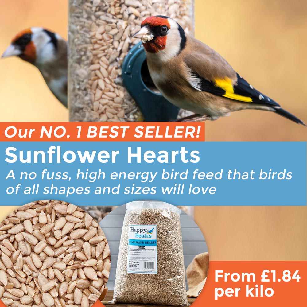 Sunflower Hearts