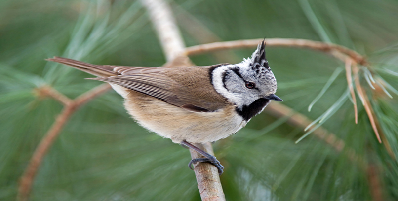 Crested Tit Bird Facts