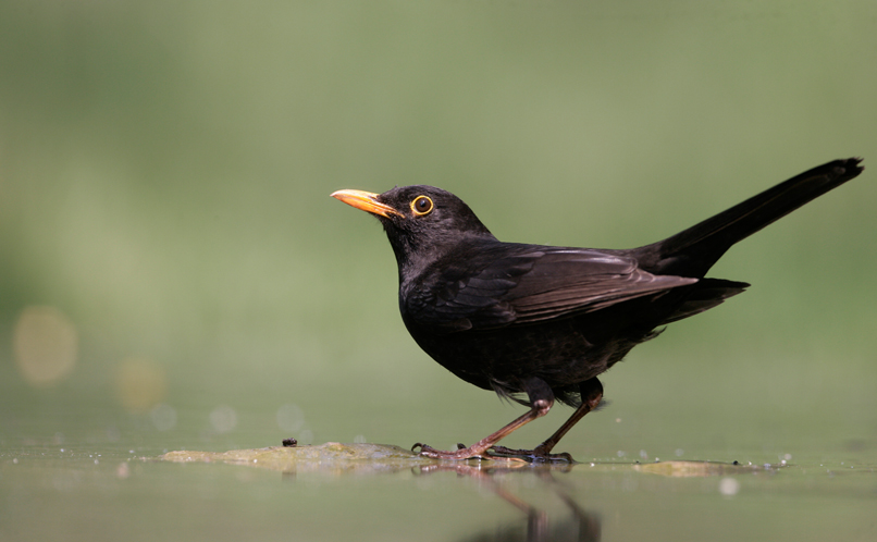 Blackbird | Happy Beaks