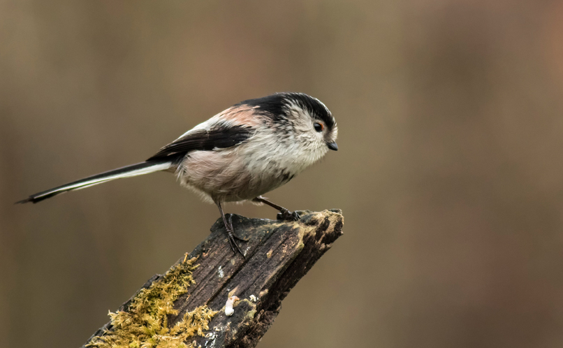 Long-tailed tit, They move through foliage and hang upside …