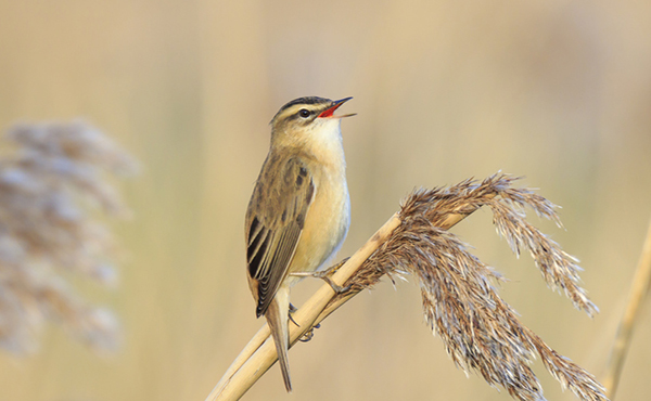 Sedge Warbler | Happy Beaks