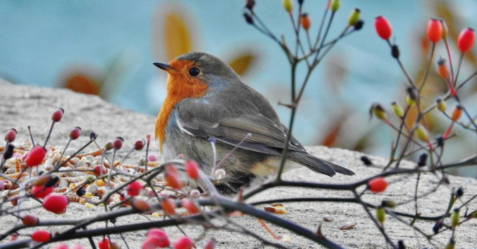 Your Happy Beaks Garden - December