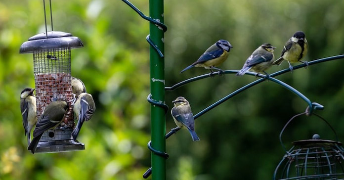 How to attract more birds to your garden