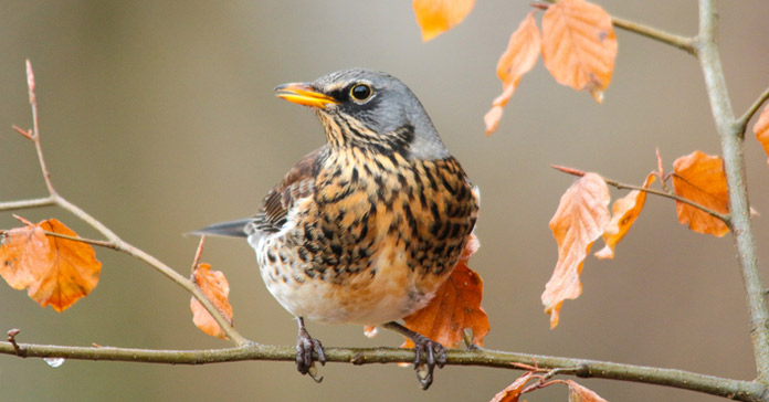 Your Happy Beaks Garden - October