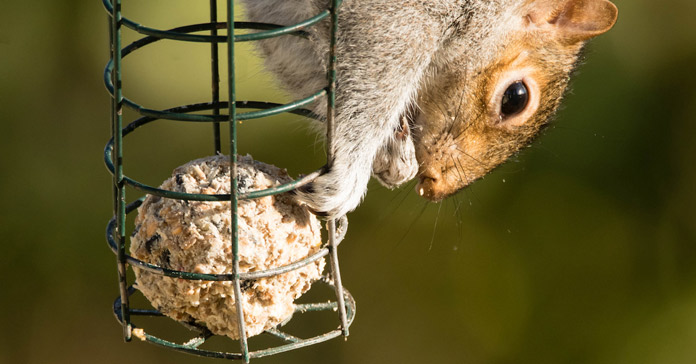 How To Squirrel-Proof Your Bird Feeders